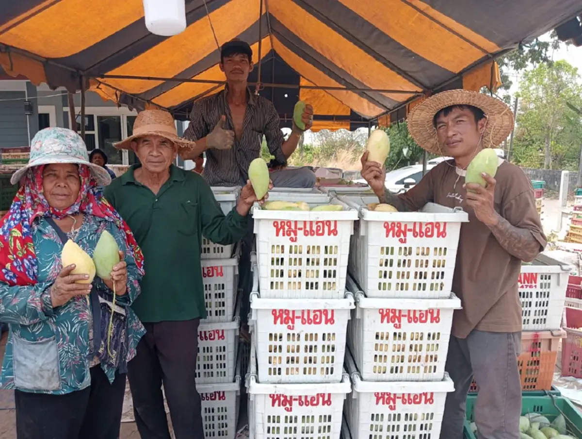 มะม่วงกาฬสินธุ์อ่วม! ราคาดิ่ง กก.ละ 3 บาท วอนรัฐช่วยด่วน