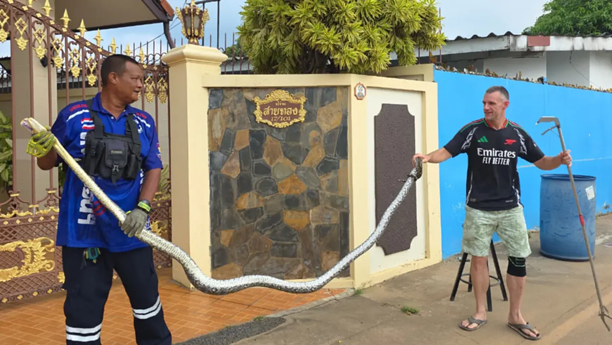 บ้านเลขที่งูเหลือมขนาดใหญ่เลื้อยขึ้นไปพันอยู่บนรั้วหน้าบ้าน