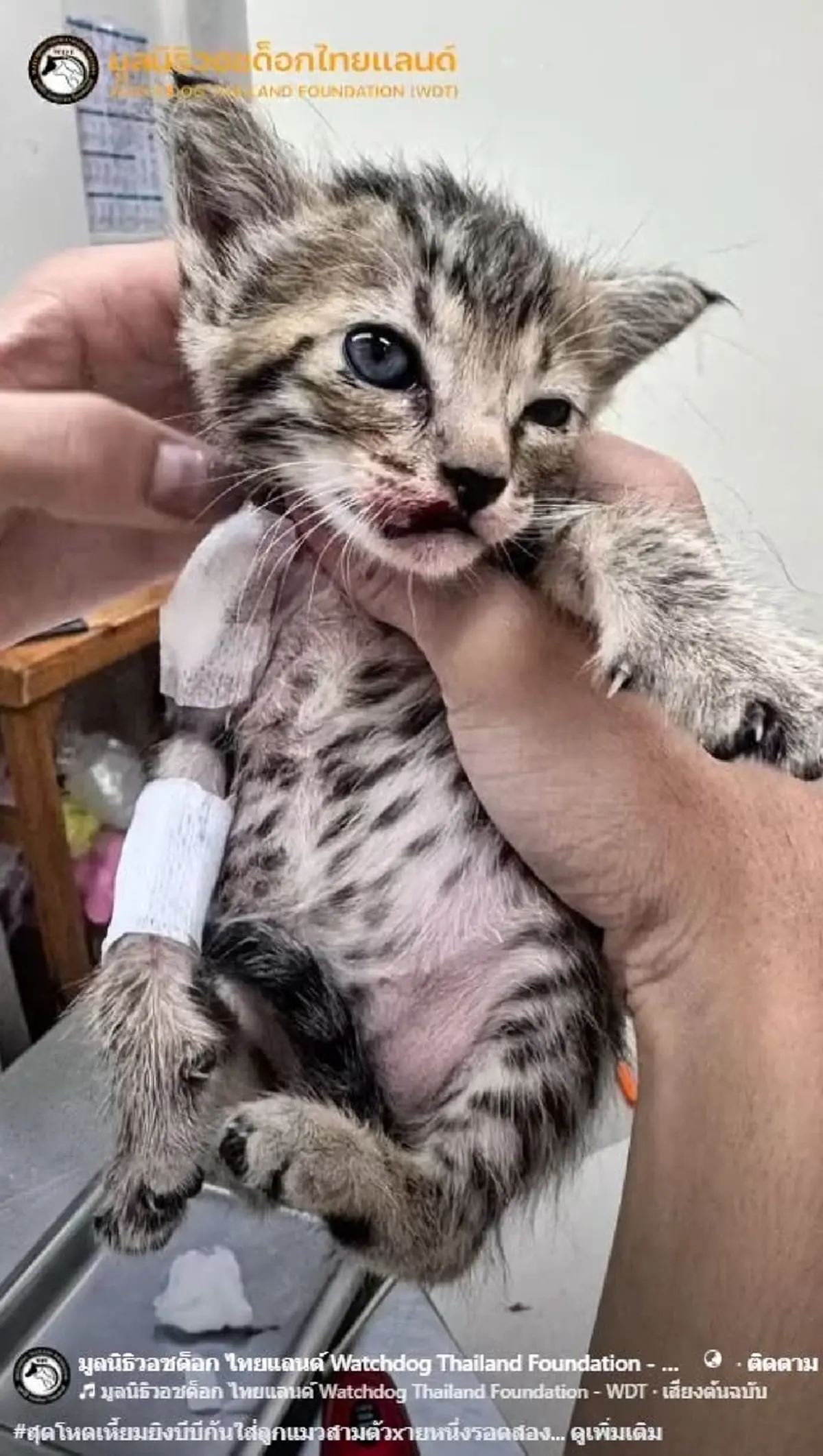 บีบใจหนัก ทำลูกแมว 3 ตัว กลับดาว 1 สาหัส 2 เร่งล่าตัวคนใจยักษ์