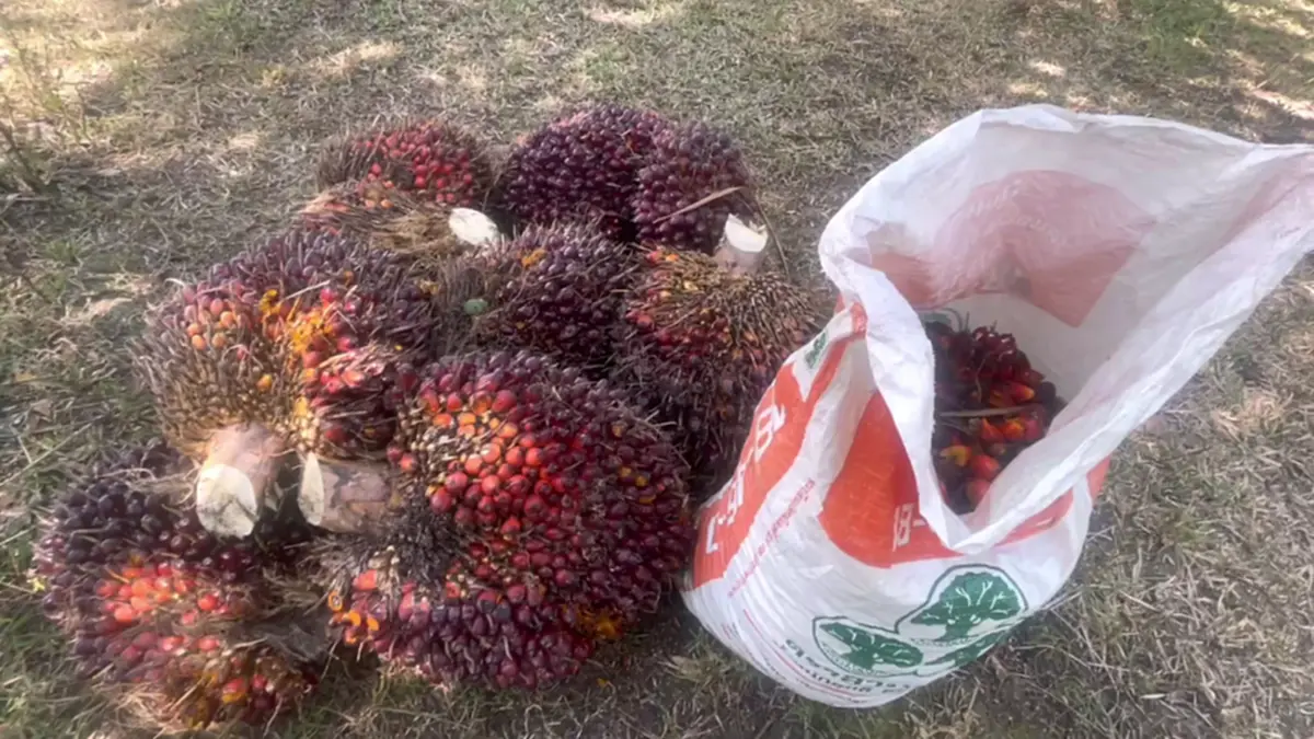 ชาวสวนปาล์มตรังฮือค้านห้ามส่งออก แฉบิดเบือนราคา-จี้รัฐแก้ไข