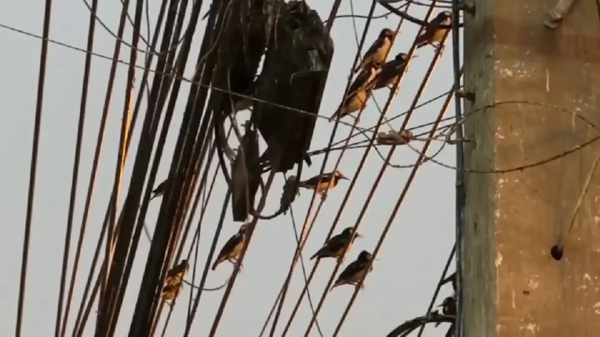 ชาวอ่างทองสุดทน นกนับแสนยึดใจกลางเมือง วอนเร่งแก้ปัญหามูลนก