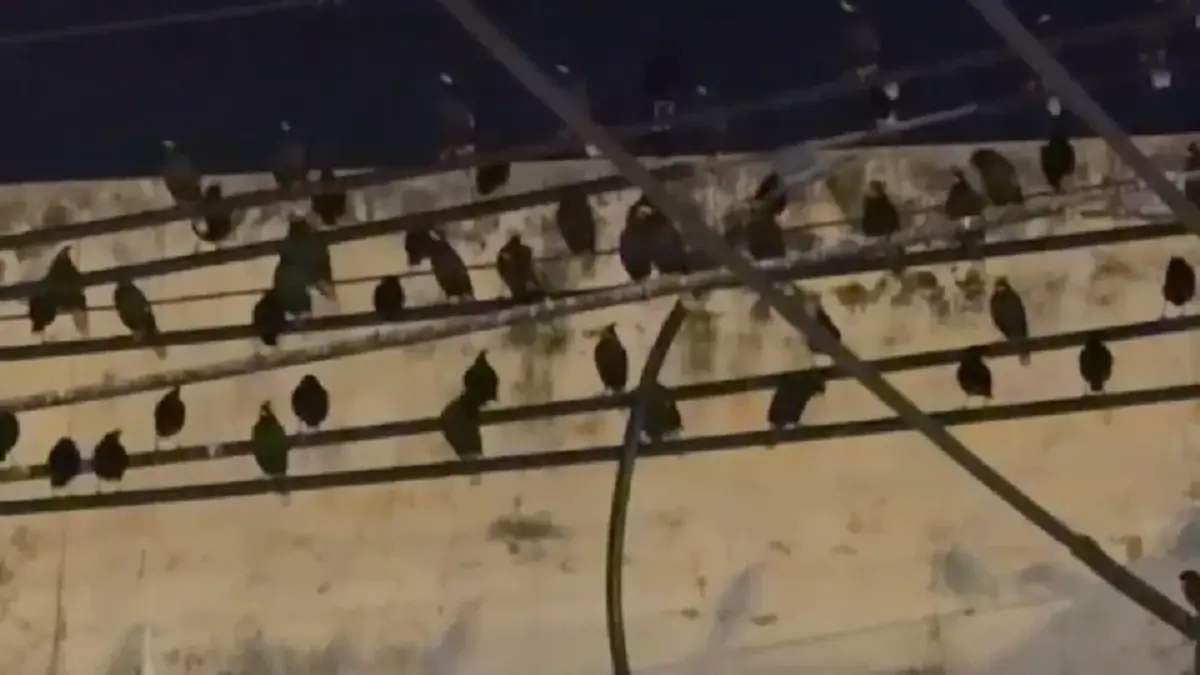 ชาวอ่างทองสุดทน นกนับแสนยึดใจกลางเมือง วอนเร่งแก้ปัญหามูลนก