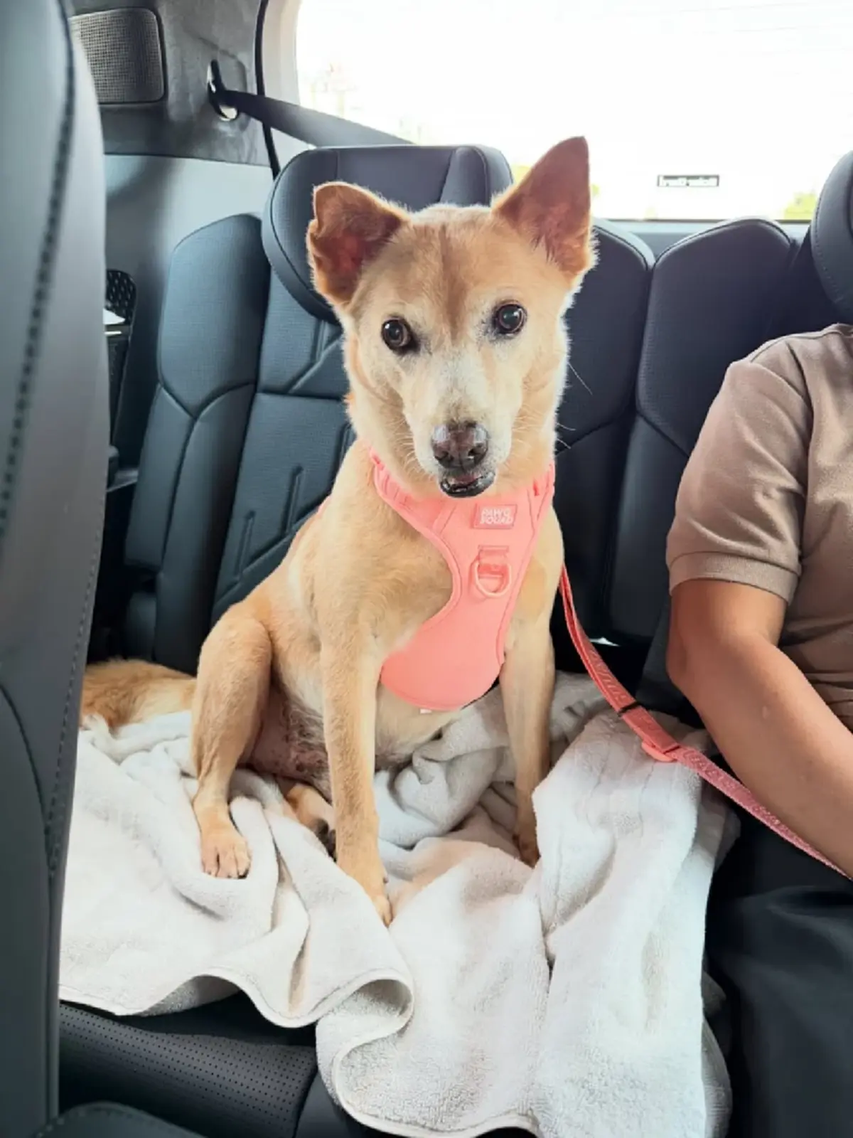 อั้ม พัชราภา ไชยเชื้อ เผยข่าวร้าย “เจ้าถั่ว” ป่วยมะเร็งลุกลาม