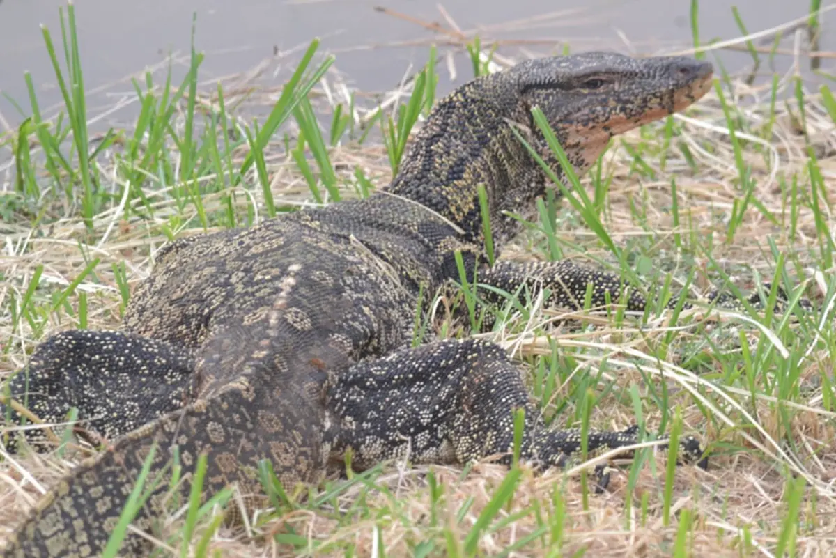 ศึกเดือดริมแม่น้ำน่าน!! "งูเหลือมปะทะตัวเงินตัวทอง"