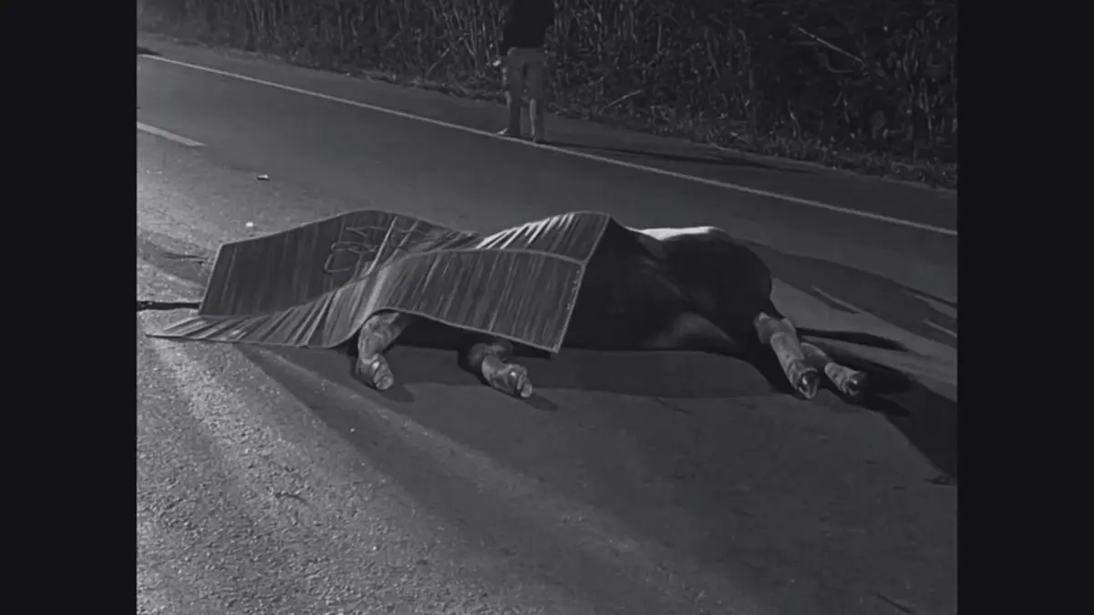 สลด! กระทิงป่าเขาใหญ่ ถูกรถชนสิ้นลมกลางถนน หลังออกมาหากิน