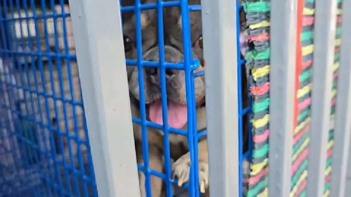 บุกช่วยสุนัขเฟรนช์บูลด็อกดอนเมือง ถูกขังตากแดดขาอ่อนแรง