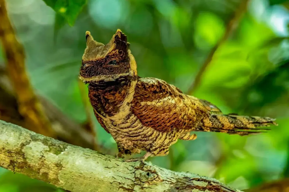 ฮือฮา! พบ "นกตบยุงยักษ์" สัตว์ป่าหายากโผล่อวดโฉมแคมป์บ้านกร่าง