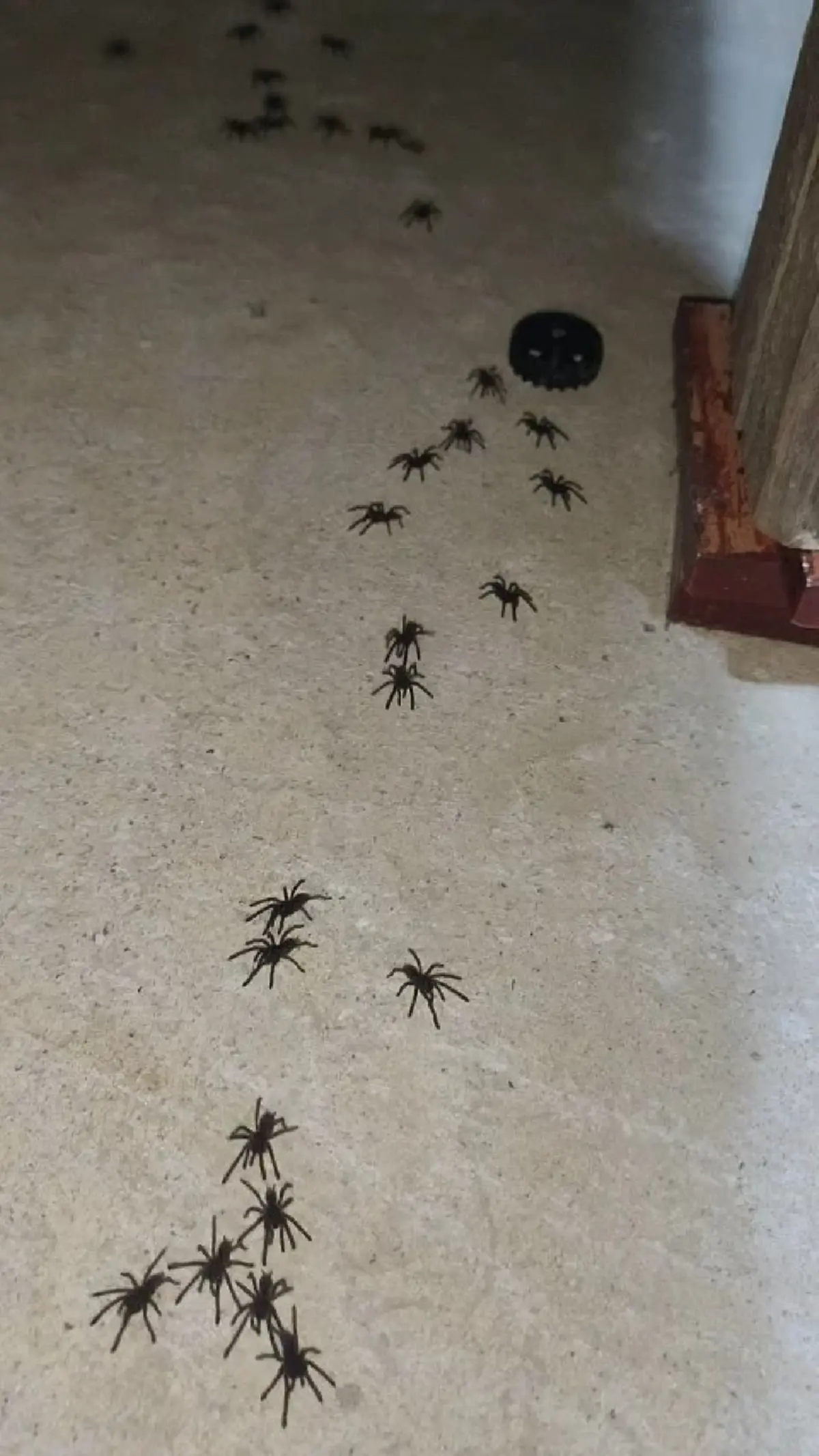 รู้แล้ว "แมงมุมเดินเป็นขบวน" ที่ชัยภูมิ ที่แท้ มันคือ ชนิดไหน