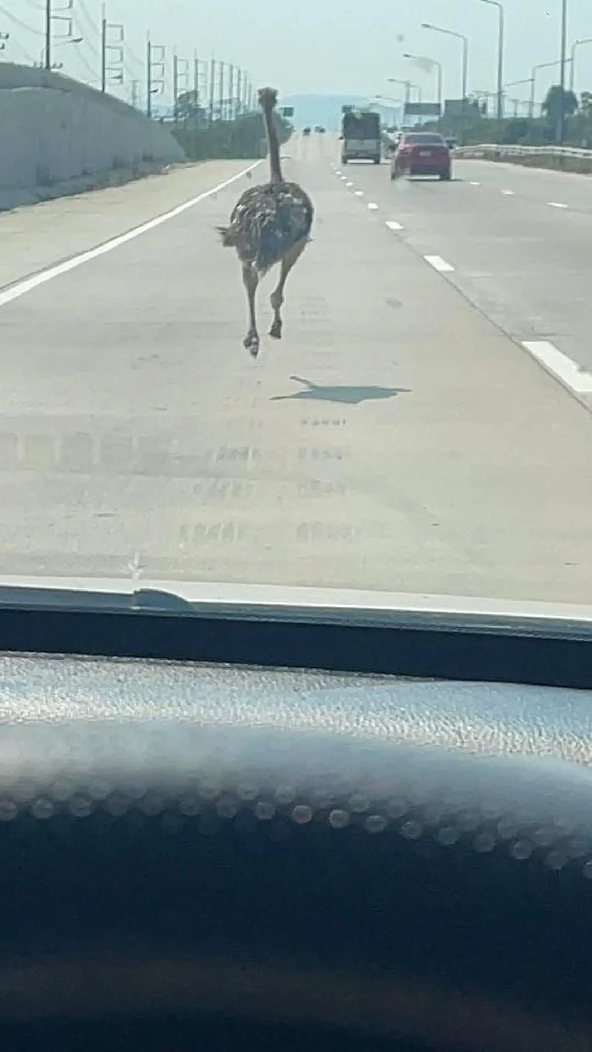 นกกระจอกเทศหลุดวิ่งกลางถนนสาย 36 บางละมุง เจ้าของวอนช่วยตามหา