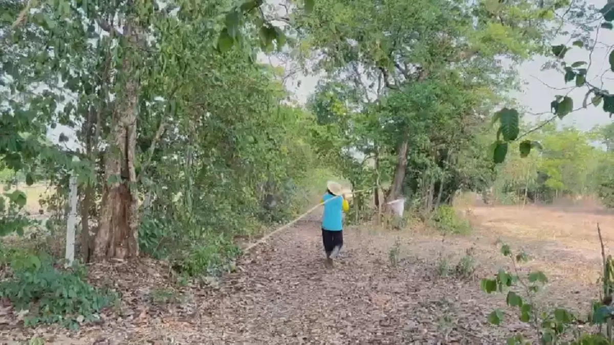 "ไข่มดแดงออนไลน์" ฮิตไม่หยุด! สาวโคราชแหย่ขายกก.ละ 500