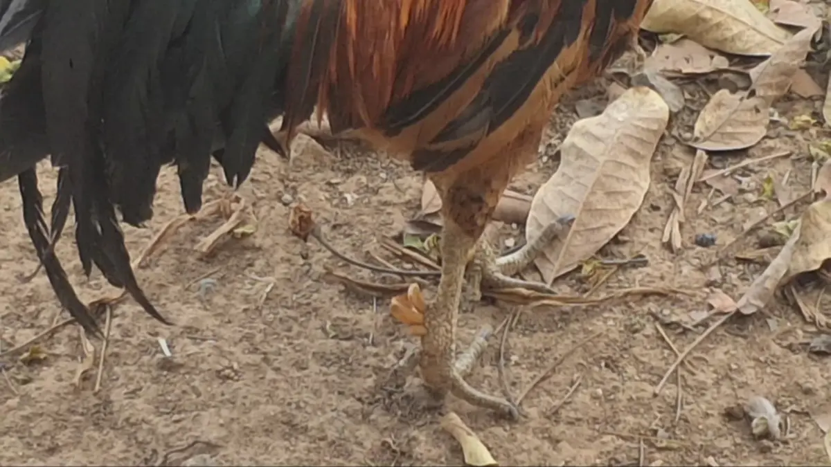 ฮือฮาพะเยา! "ไก่เดือยแฝด–เดือยสาม" สุดแปลกหาชมได้ยาก