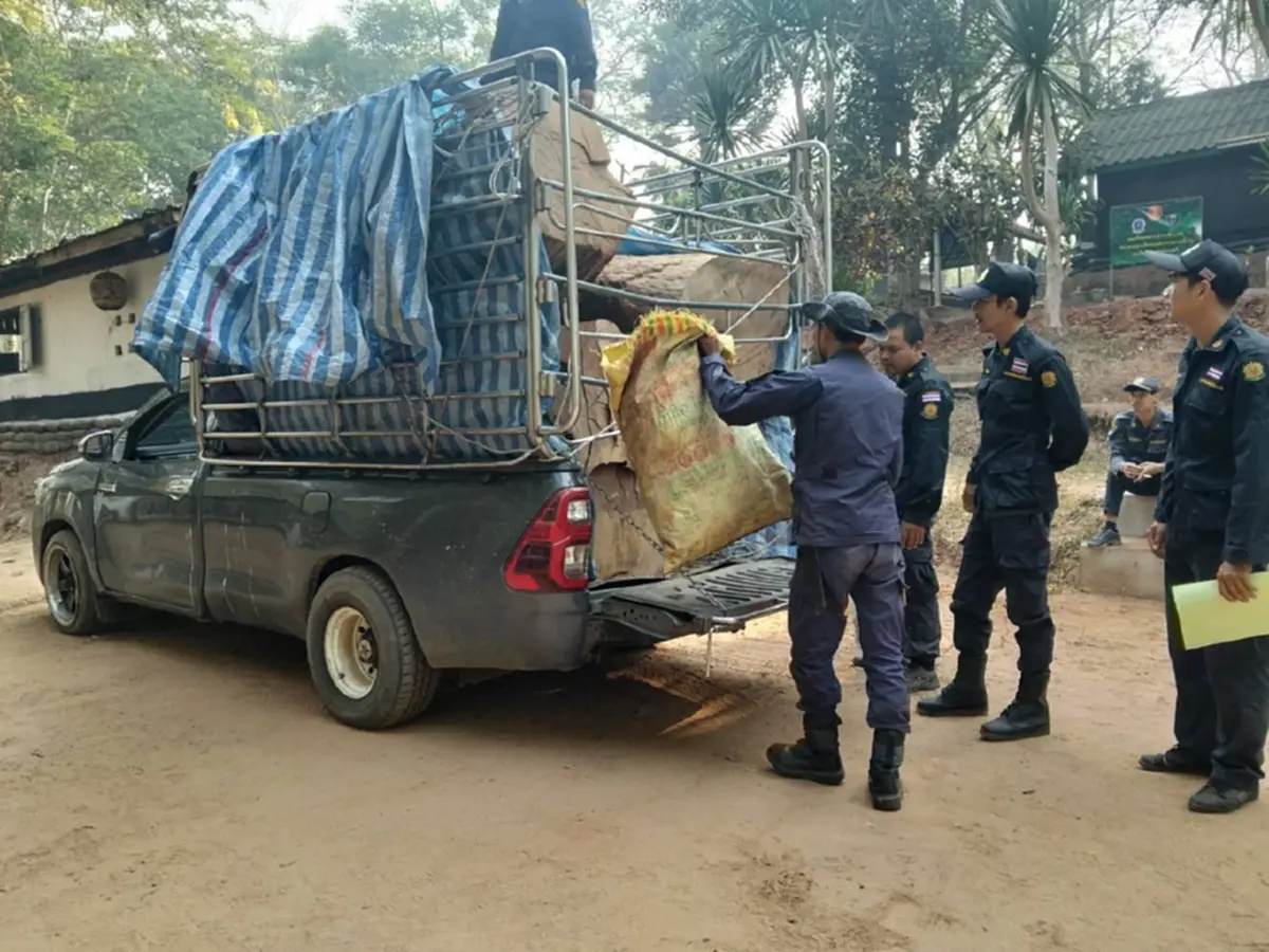 พยายามยัดเงินหวังรอด! รวบหนุ่มรับจ้างขนไม้ประดู่เถื่อนกลางดึก