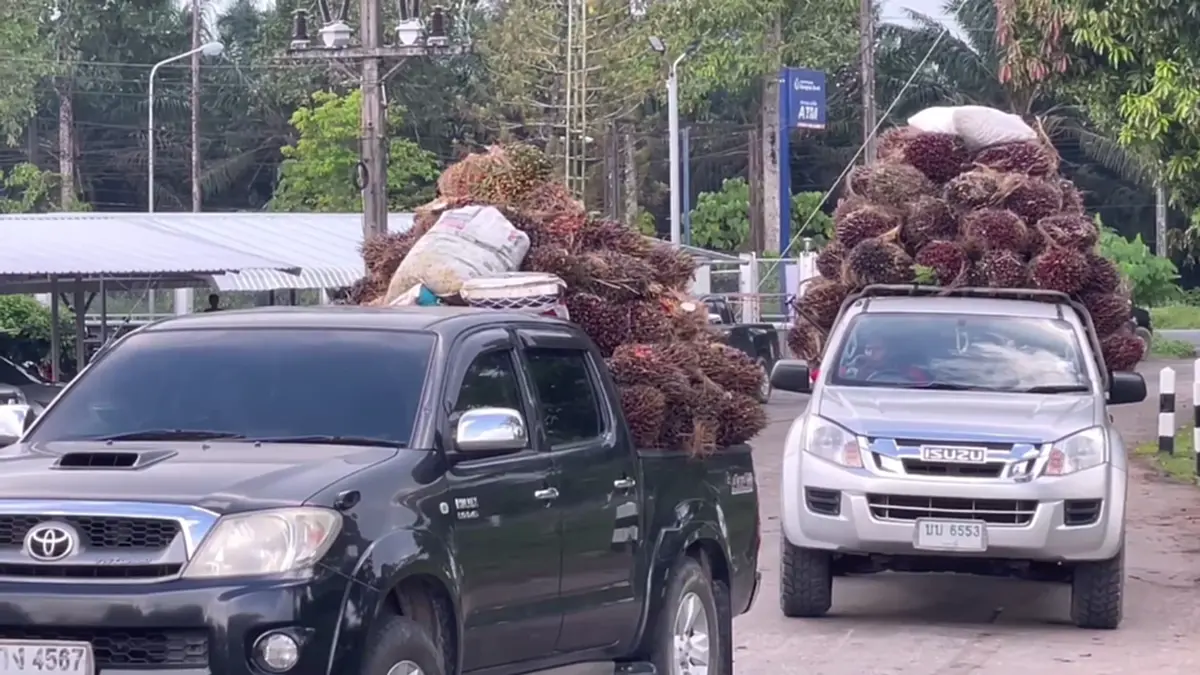 ชาวสวนปาล์มตรังฮือค้านห้ามส่งออก แฉบิดเบือนราคา-จี้รัฐแก้ไข