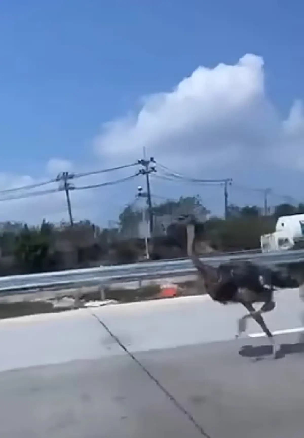 นกกระจอกเทศหลุดวิ่งกลางถนนสาย 36 บางละมุง เจ้าของวอนช่วยตามหา