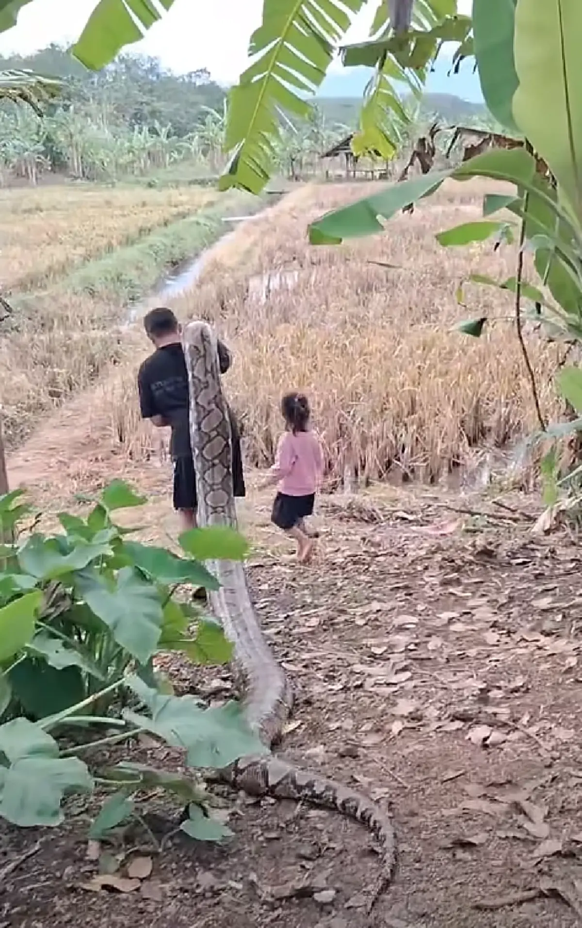 คนเลี้ยงงูอุ้มงูตัวใหญ่เบิ้ม เดินเล่นกลางทุ่ง ทำคนดูขนลุก!