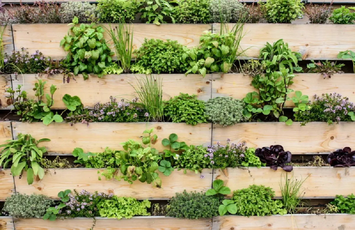 สวนแนวตั้ง