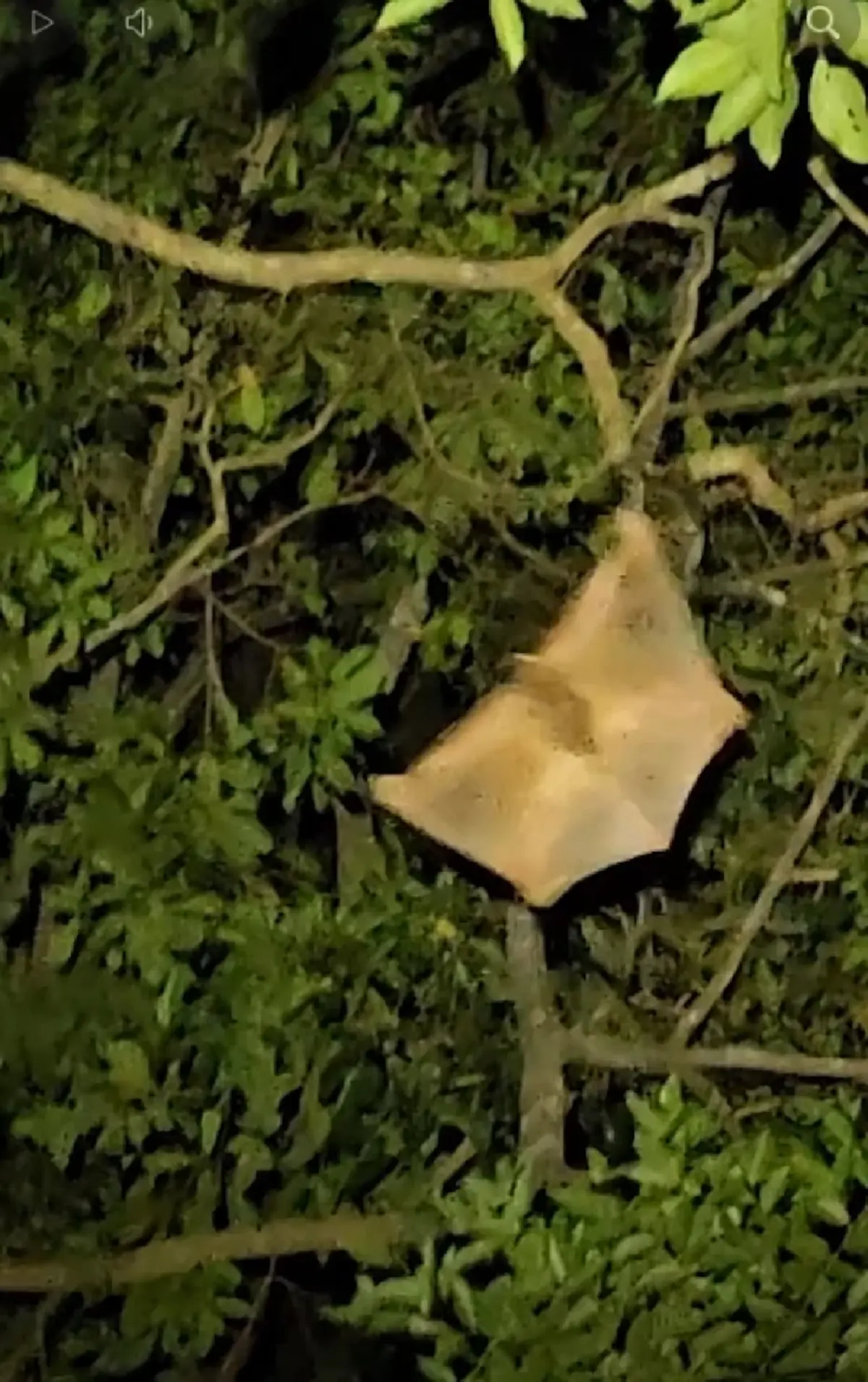 รู้แล้ว เสียงผีป่าเหมือนเด็กหลอนผู้คนมาแต่โบราณ แท้จริงคืออะไร