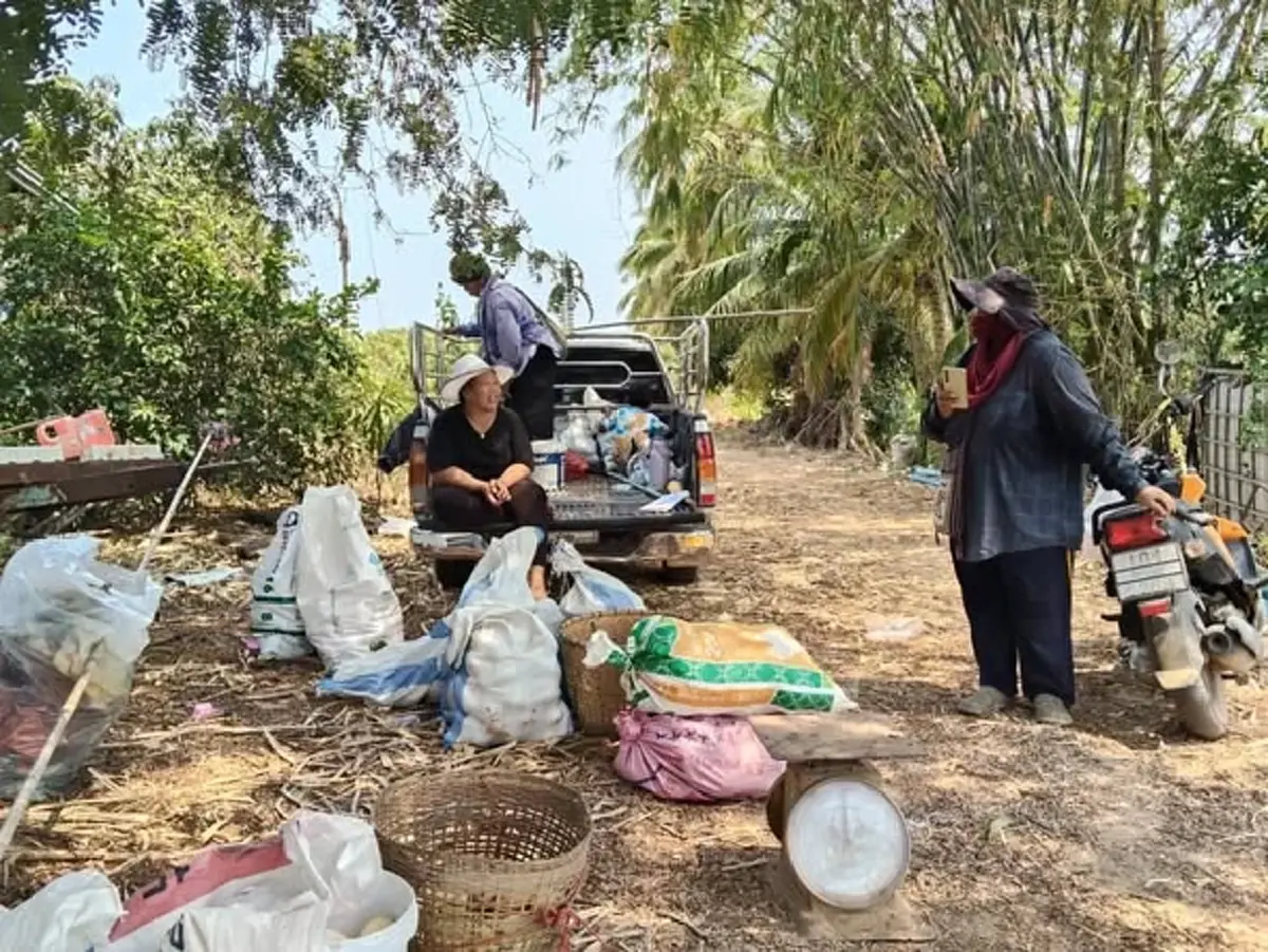 มะม่วงล้นสวน! ชาววัดโบสถ์ขาย "น้ำดอกไม้สีทอง" กก.ละ 2 บาท