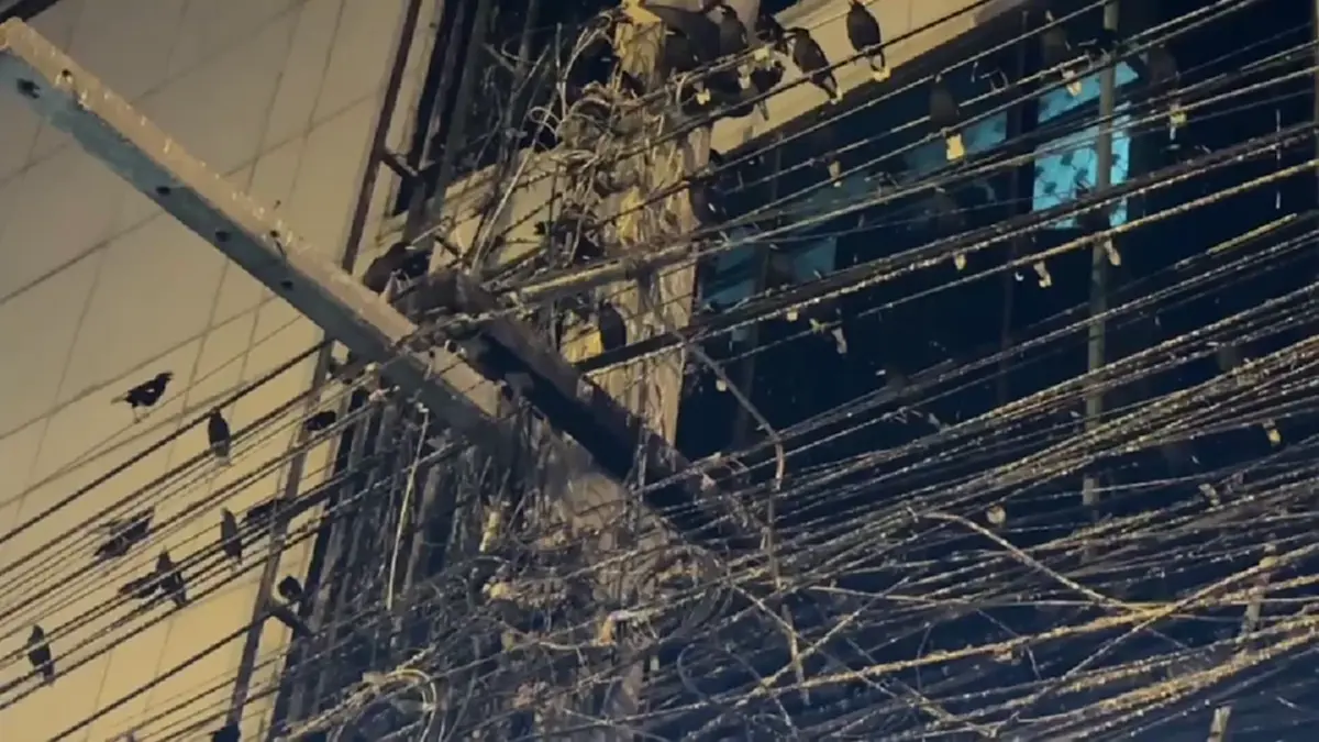 ชาวอ่างทองสุดทน นกนับแสนยึดใจกลางเมือง วอนเร่งแก้ปัญหามูลนก