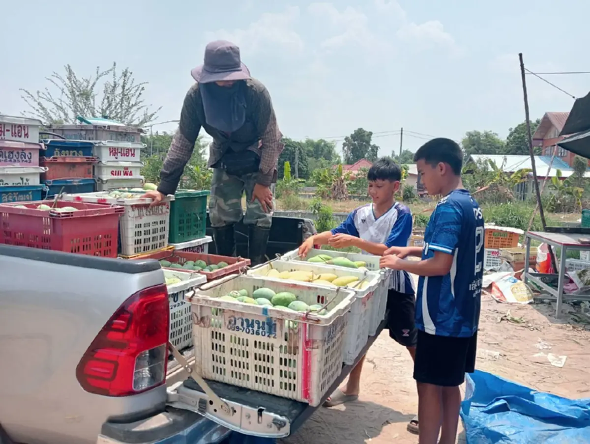 มะม่วงกาฬสินธุ์อ่วม! ราคาดิ่ง กก.ละ 3 บาท วอนรัฐช่วยด่วน