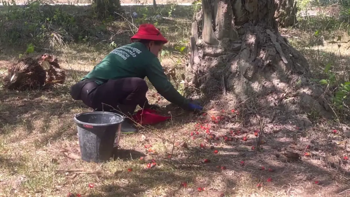 ชาวสวนปาล์มตรังฮือค้านห้ามส่งออก แฉบิดเบือนราคา-จี้รัฐแก้ไข