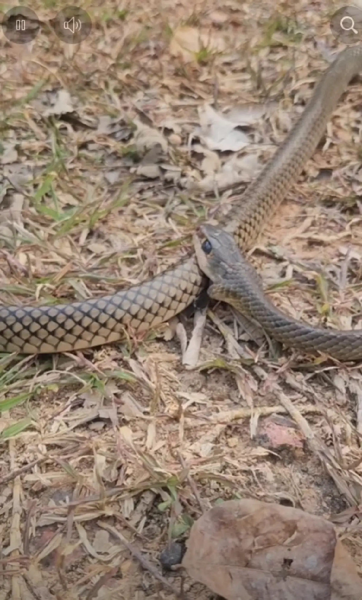 รู้แล้ว "งูกัดตัวเอง" ก่อนสิ้นใจ ผู้เชี่ยวชาญเฉลยสาเหตุแท้จริง