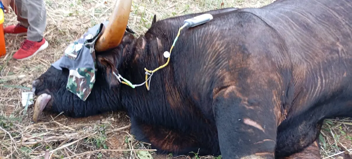 สุดสลด! กระทิงป่าเขาใหญ่ถูกบ่วงสลิงรัดคอดับ เร่งล่าพรานมือโหด