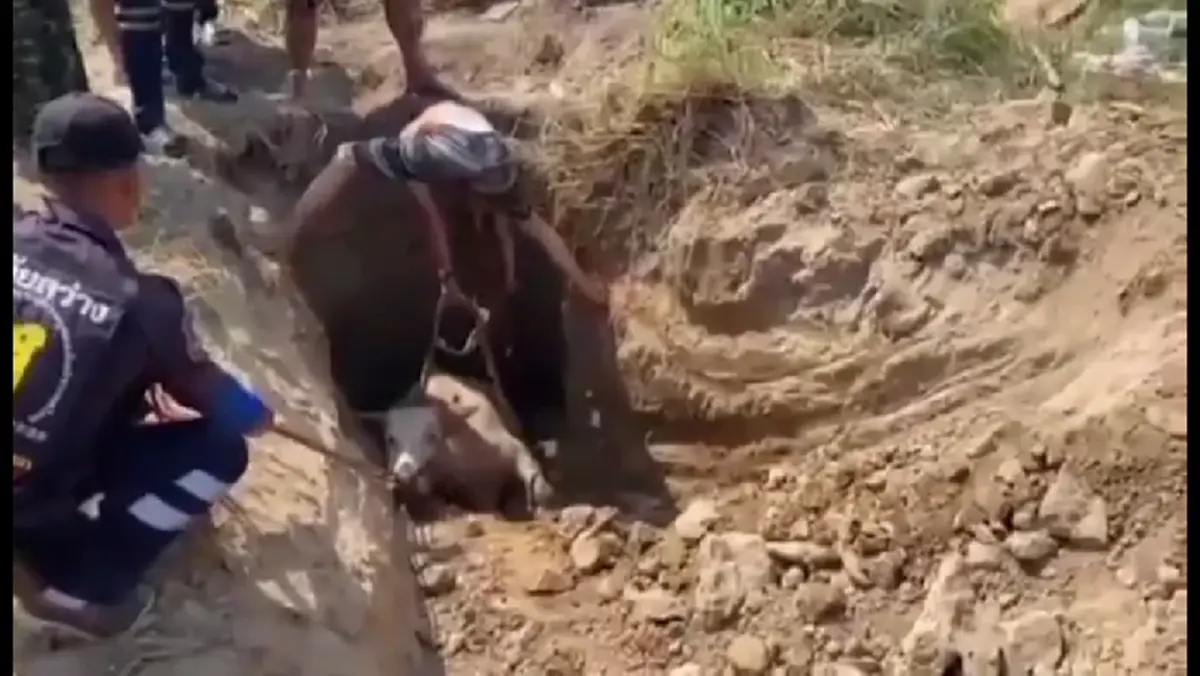 กู้ภัยนครนายกช่วย "น้องมะลิ" ลูกควายตกบ่อลึก 2 เมตรปลอดภัย