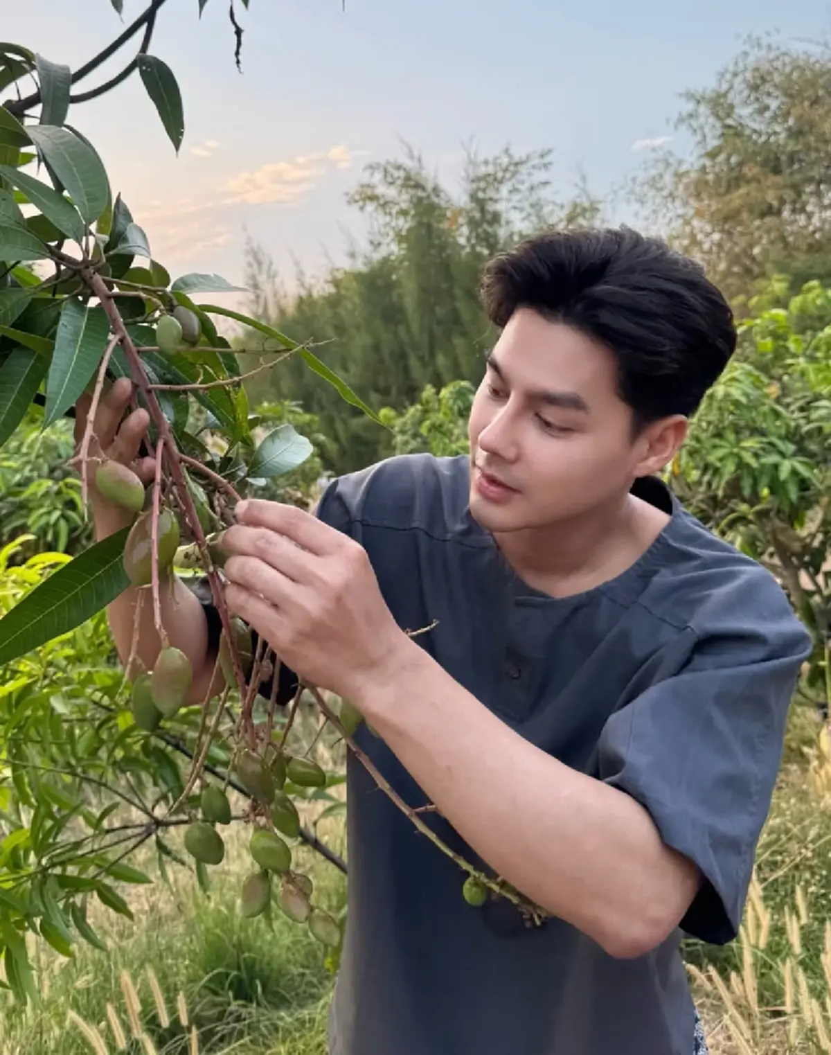  เพ็ชร ฐกฤต ตวันพงค์ พาเปิดสวนมะม่วง สอนเก็บผลแก่แบบมือโปร