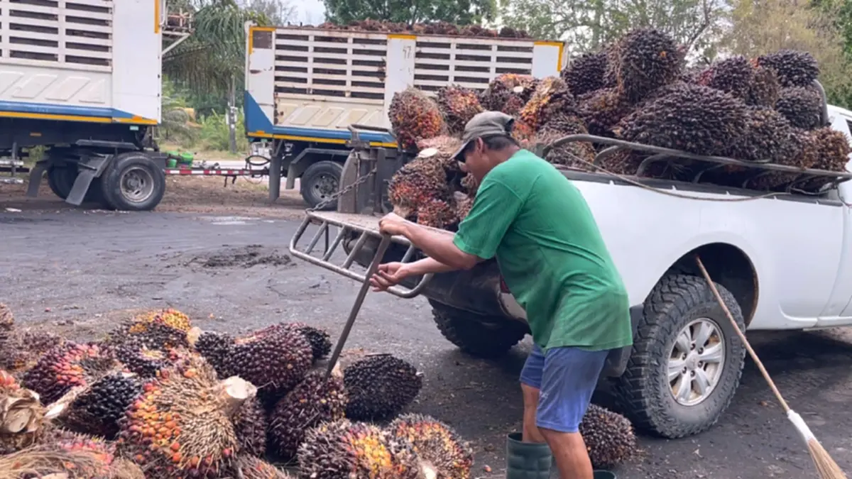 ปาล์มราคาร่วงหนัก! ชาวสวนจวกรัฐแก้ปัญหาปาล์มรายวันไร้ทิศทาง