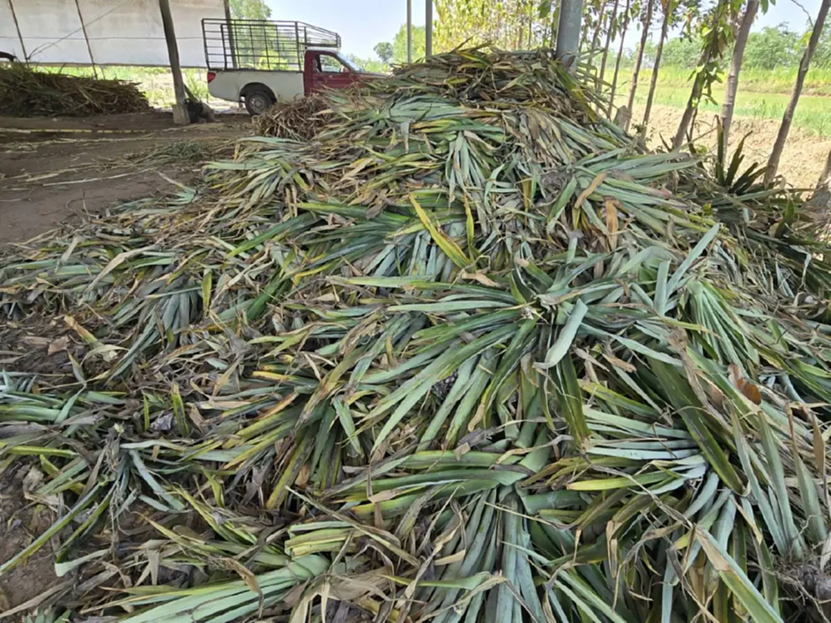 พิษน้ำมันแพง! ช้างกินไม่อิ่ม ควาญจำใจลดอาหาร ประคองตัวฝ่าวิกฤต