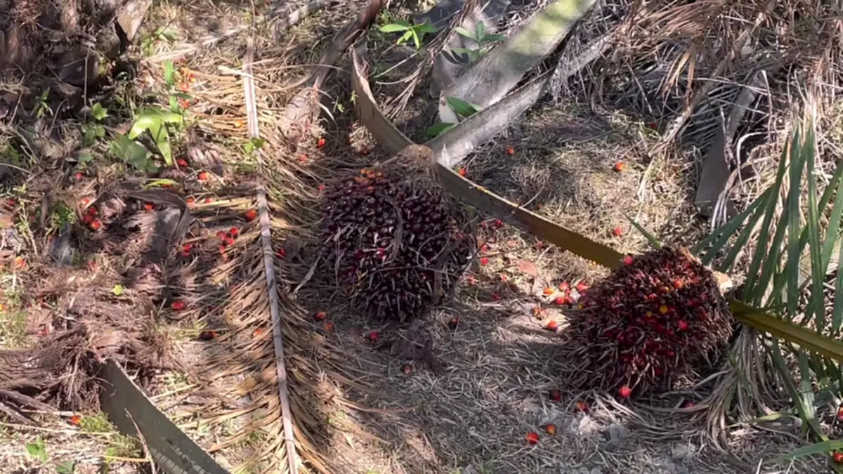 ชาวสวนปาล์มตรังฮือค้านห้ามส่งออก แฉบิดเบือนราคา-จี้รัฐแก้ไข