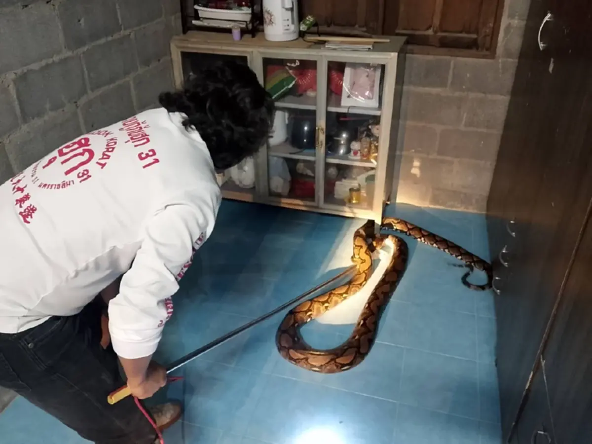 ส่องเลขที่บ้าน งูจงอางยักษ์ 5 เมตร เลื้อยซุกครัว ลุ้นจับระทึก