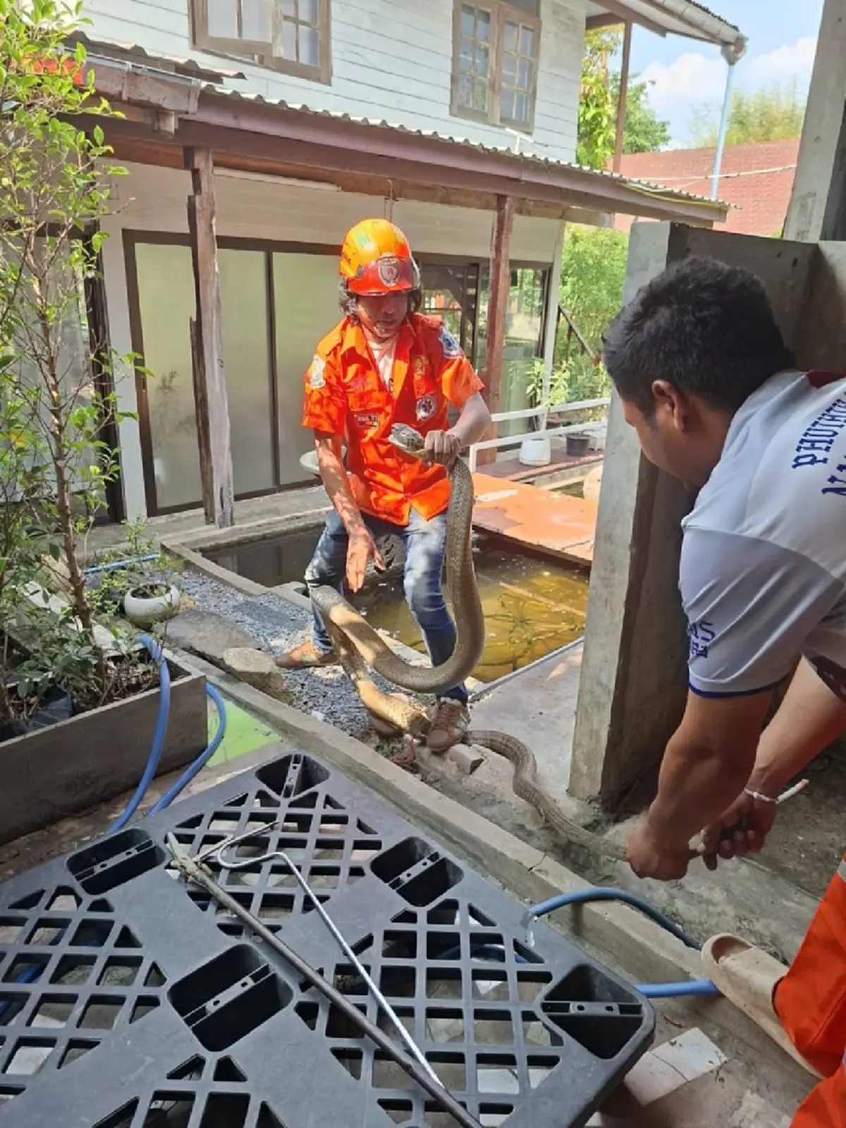 ส่องบ้านเลขที่ งูจงอางยักษ์ 5 เมตร เลื้อยซุกเข้าบ้าน