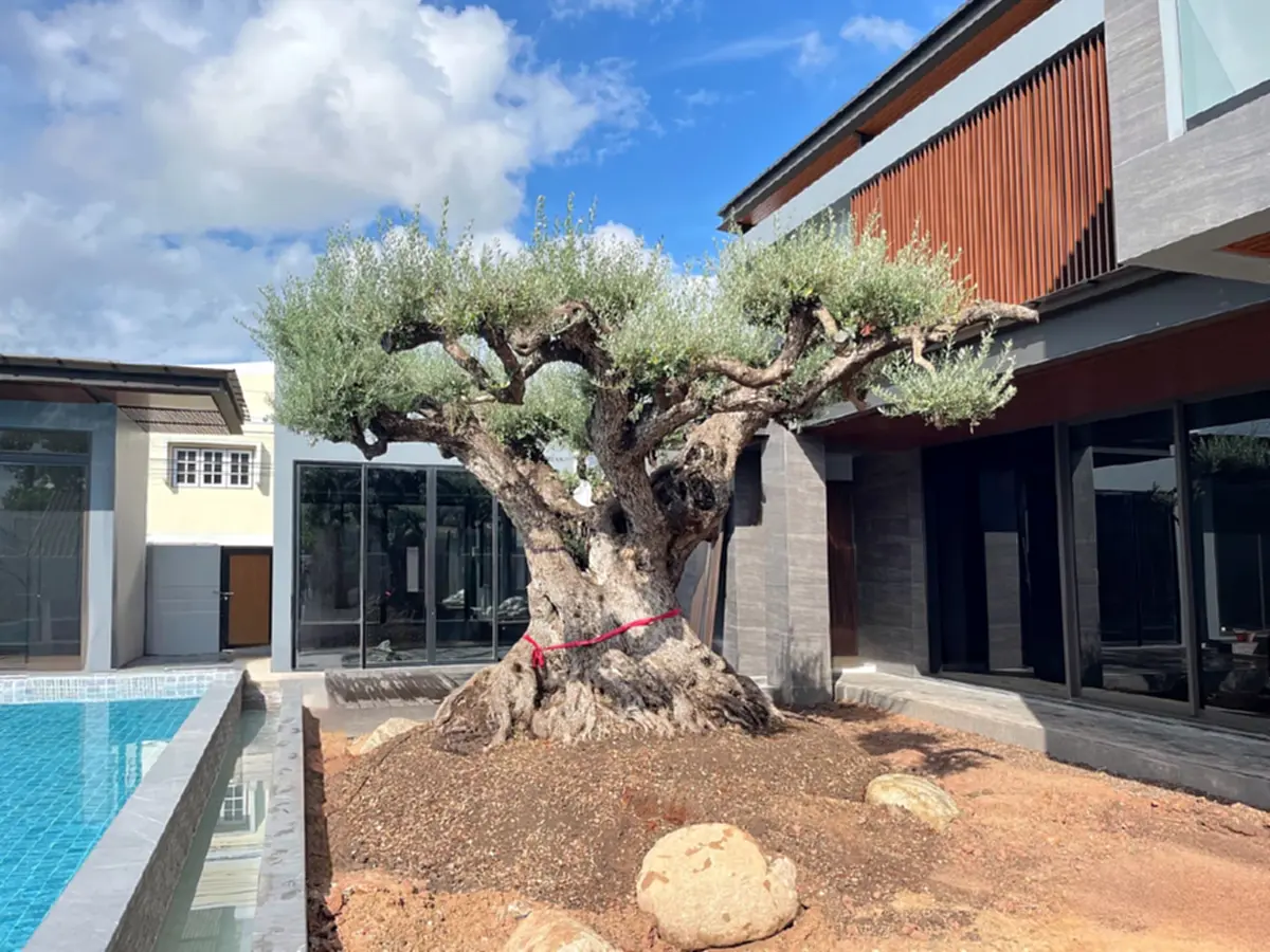 ต้นโอลีฟอายุ 1000 ปี 