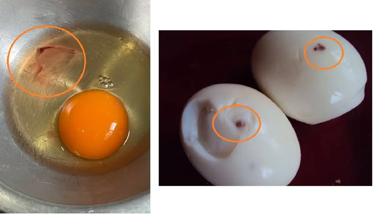 รู้แล้ว "ตอกไข่" แล้วเจอจุดเลือด ยังกินได้ไหม ไขข้อข้องใจกันชัด ๆ