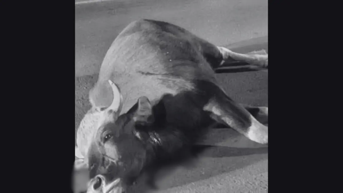 สลด! กระทิงป่าเขาใหญ่ ถูกรถชนสิ้นลมกลางถนน หลังออกมาหากิน