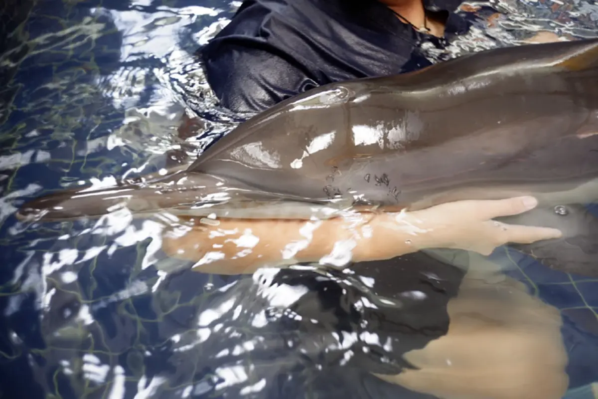 ภาพ @Phuket Aquarium