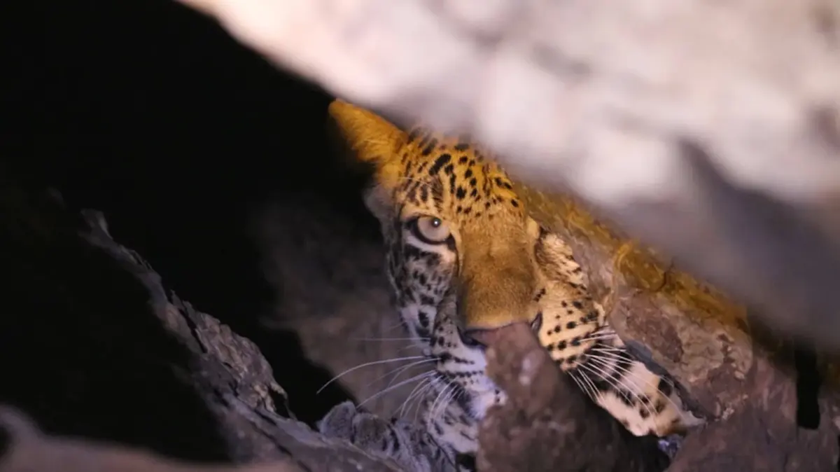 สบอ.16 เผยพบเสือดาวหนีไฟป่า พักพิงถ้ำริมน้ำปิง เขตอมก๋อย