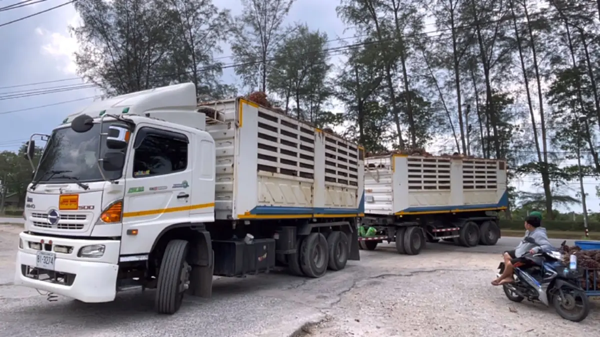 ชาวสวนปาล์มโอดน้ำมันแพงดันต้นทุนพุ่ง จ่อขยับค่าจ้างตัดเพิ่ม