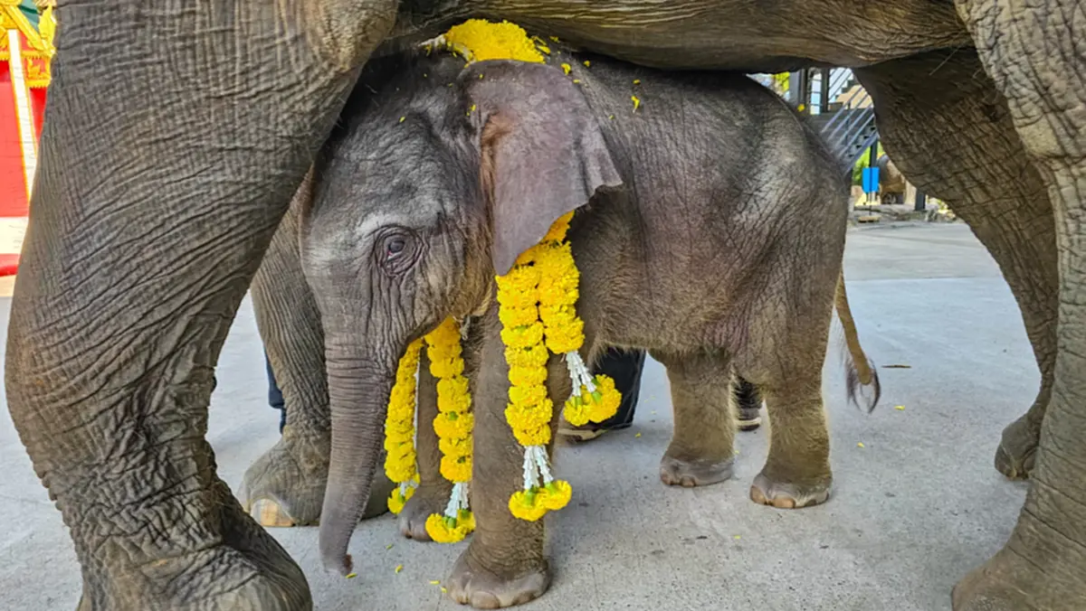 เชือกแรกแห่งปี 69 พลายมิตรภาพ ถือกำเนิดสู่ปางช้างสวนนงนุชพัทยา
