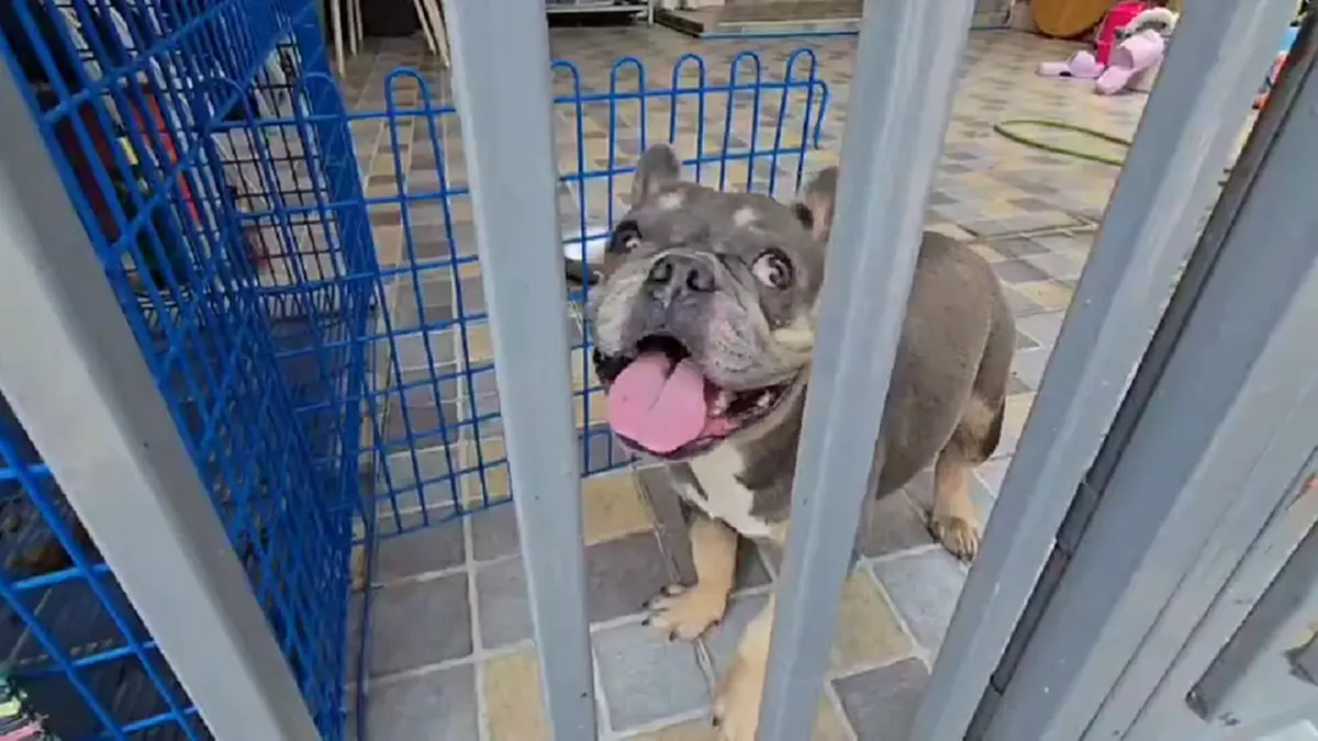 บุกช่วยสุนัขเฟรนช์บูลด็อกดอนเมือง ถูกขังตากแดดขาอ่อนแรง