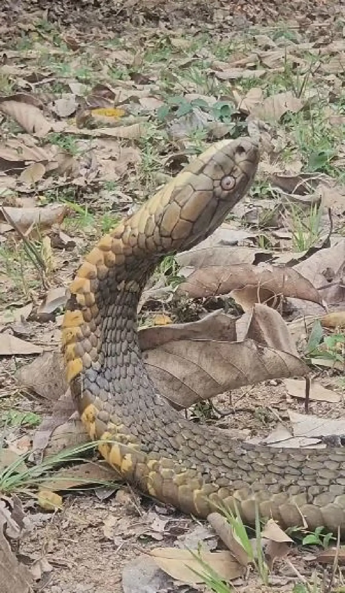 เศร้า บ่าวโปน งูจงอางยักษ์ผู้น่าสงสาร สู้ไม่ไหว จากไปแล้ว