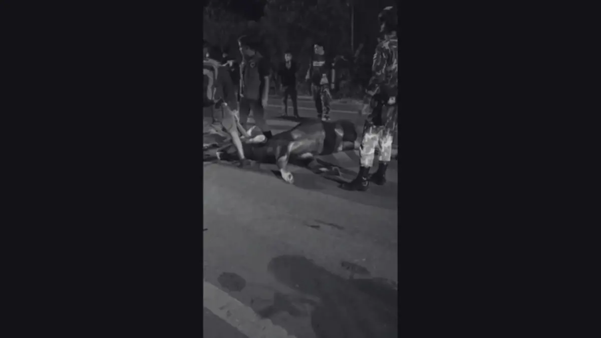 สลด! กระทิงป่าเขาใหญ่ ถูกรถชนสิ้นลมกลางถนน หลังออกมาหากิน