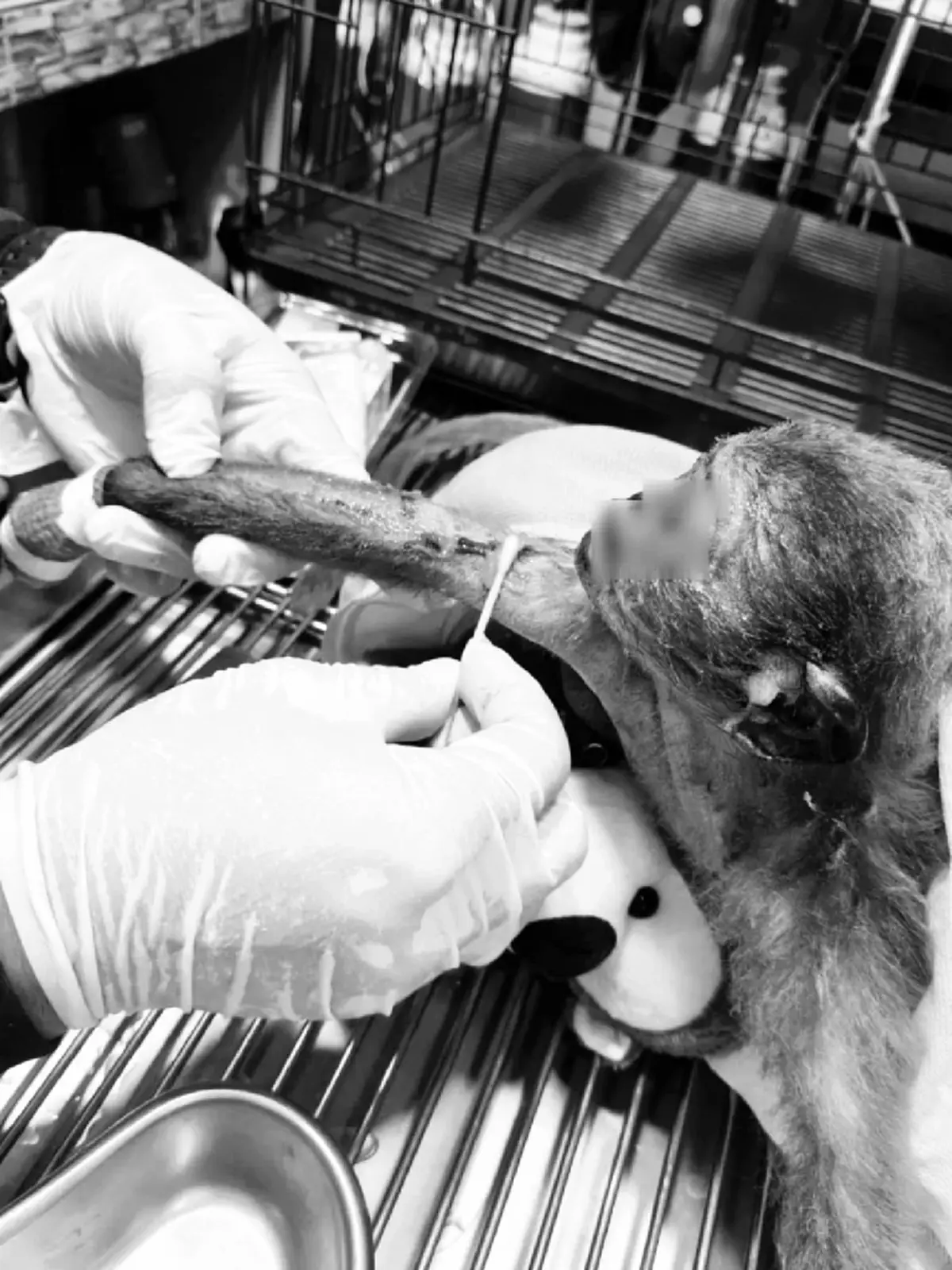 สุดอาลัย "เจ้าสงกรานต์" ค่างแว่นถิ่นใต้ เหยื่อไฟช็อต สิ้นใจสงบ