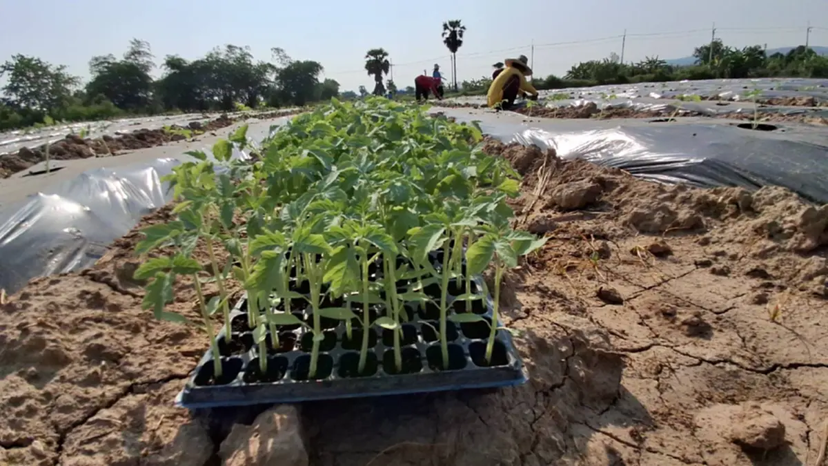 ชาวสวนมะเขือเทศโคราชโอด ปุ๋ยแพงซ้ำเติมต้นทุน พ่วงน้ำมันพุ่ง