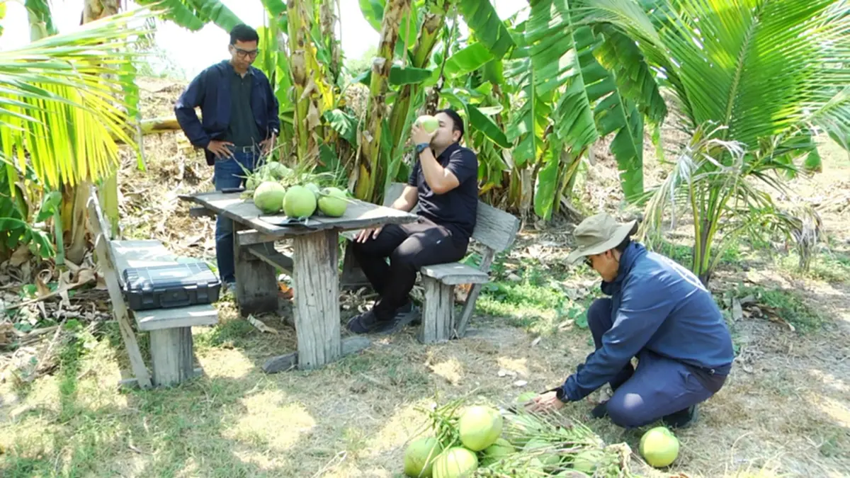 มะพร้าวสุพรรณฯ ราคาดิ่งเหลือ 3 บาท หนุ่มโอดทุนพุ่งจี้รัฐช่วย