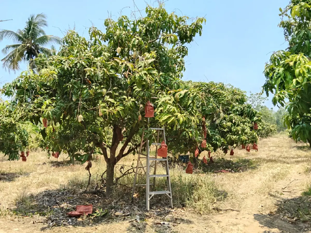 มะม่วงล้นสวน! ชาววัดโบสถ์ขาย "น้ำดอกไม้สีทอง" กก.ละ 2 บาท