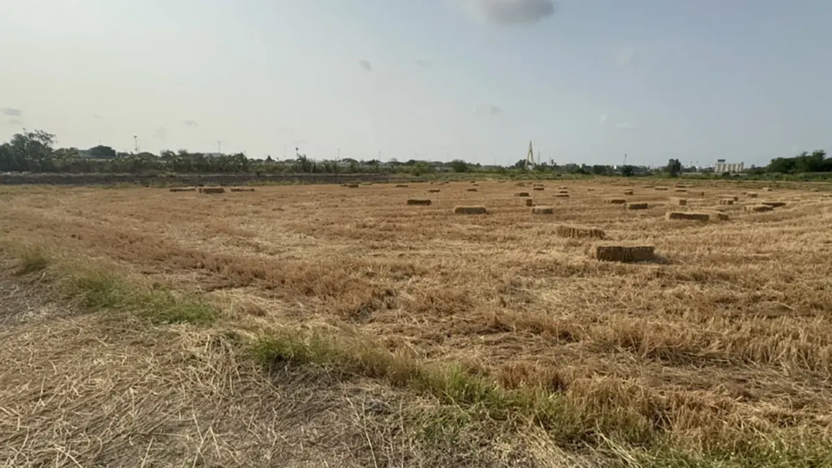 ชาวนาอ่างทองพลิกวิกฤต!! แบ่งนา 6 ไร่ ปลูกผักชี-ถั่วแระ