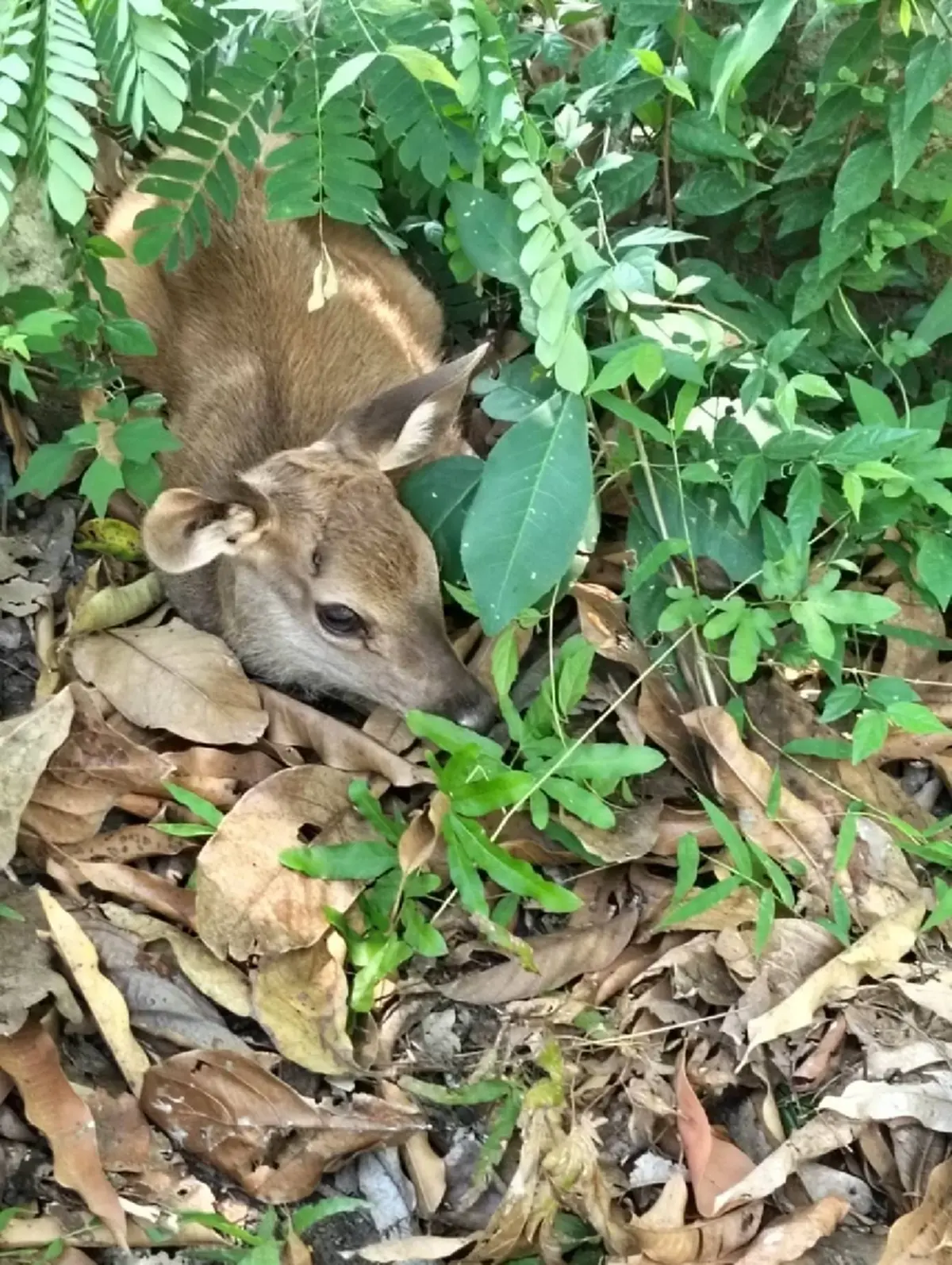 ฮีโร่กลางไฟป่า! ช่วยลูกกวางวัย 2 สัปดาห์ รอดหวุดหวิดจากเปลวเพลิง